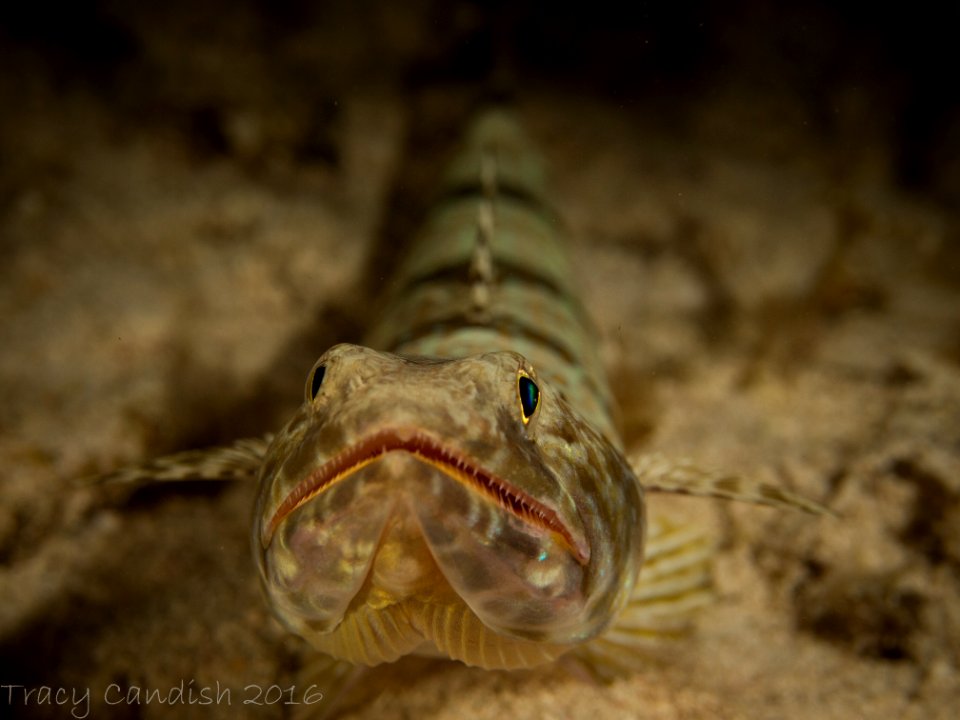 LizardPhotoFront-7102288