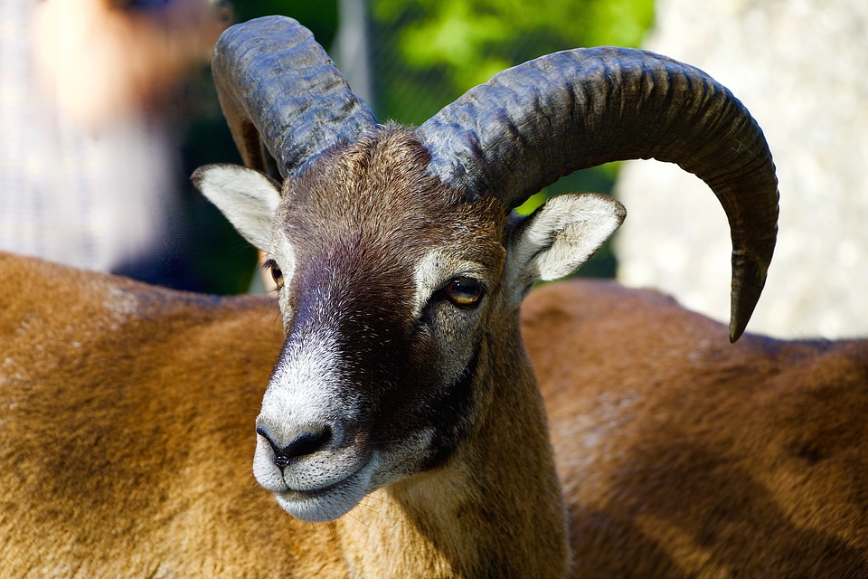 Mountain animals mouflon aries