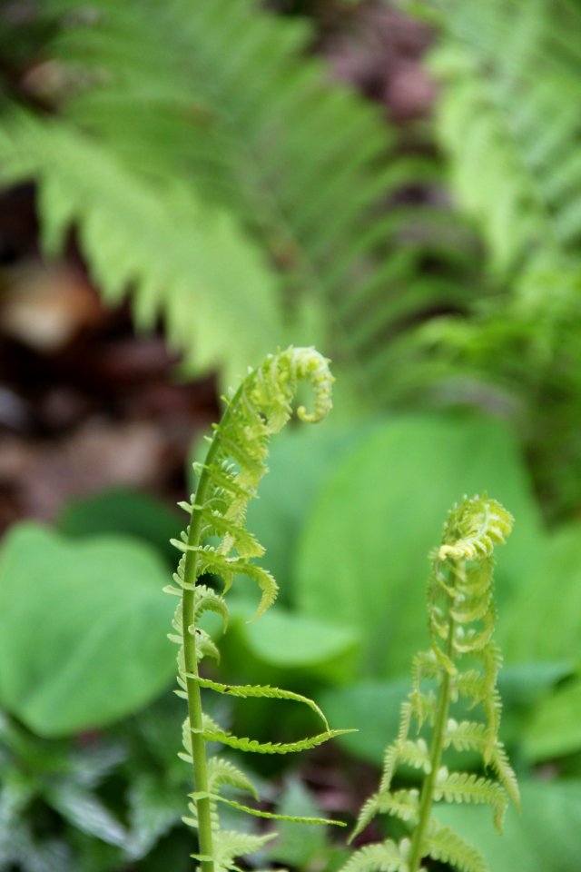 fern