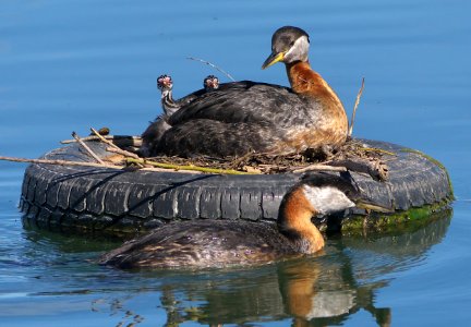 Red-necked Grebe Family