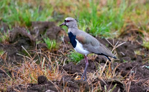 Southern lapwing photo