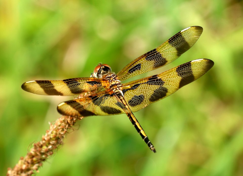 PENNANT, HALLOWEEN (Celithemis eponina) (6-16-2017) penny's bend, durham co, nc (1)