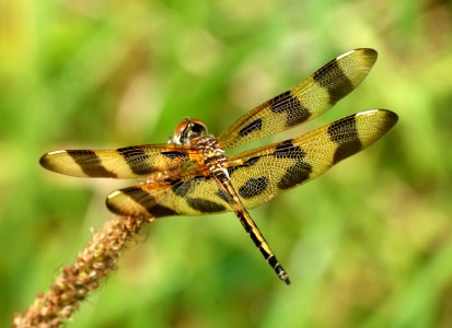 PENNANT, HALLOWEEN (Celithemis eponina) (6-16-2017) penny's bend, durham co, nc (1)