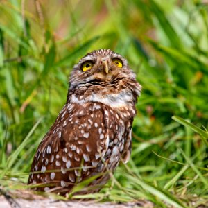 Florida burrowing owl photo