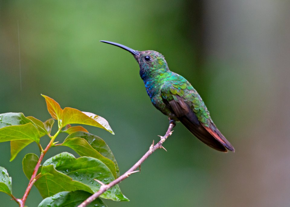 Green-breasted mango