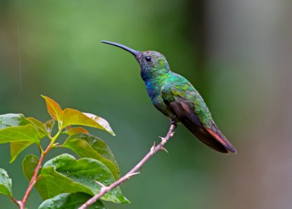 Green-breasted mango photo