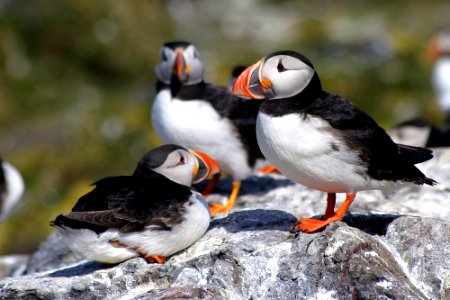 Atlantic Puffin photo