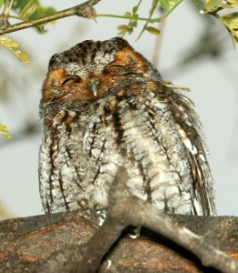 450 - FLAMMULATED OWL (12-6-2018) patagonia lake state park, santa cruz, az -16