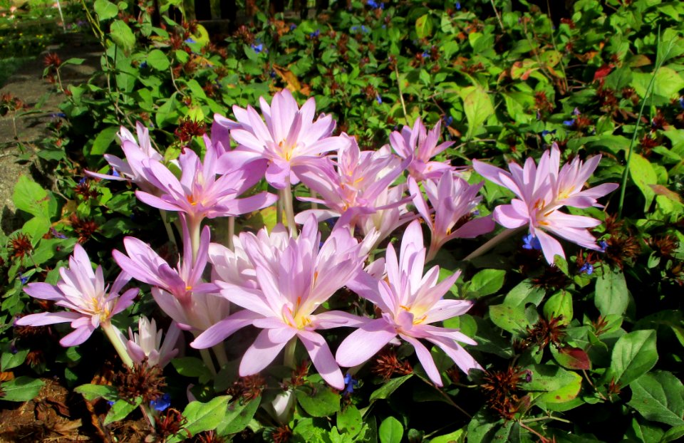 Colchicum or Fall crocus