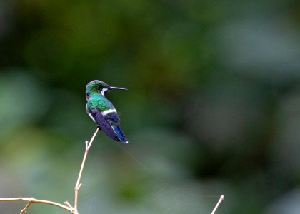 Green thorntail photo