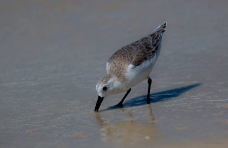 sanderling