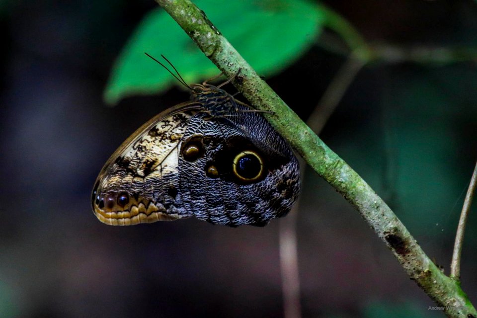 Owl Butterfly