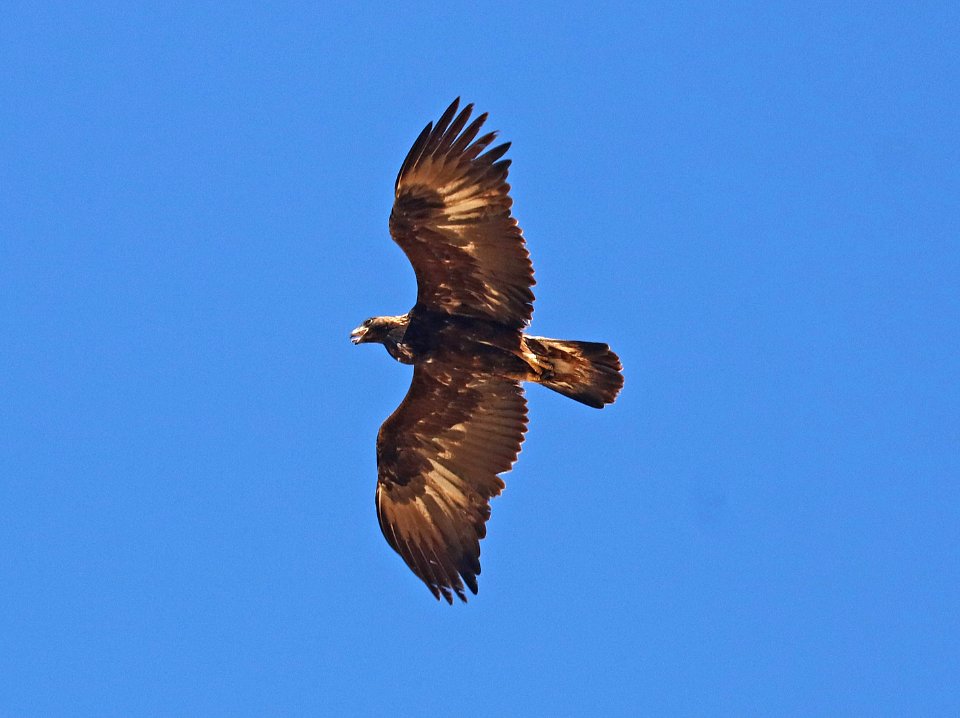 233 - GOLDEN EAGLE (2-1-2017) florida wash, santa rita mts, pima co, az -02
