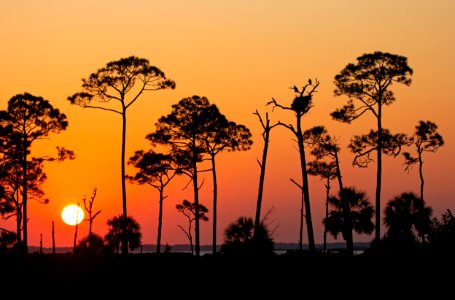 Bald eagles at sunset photo