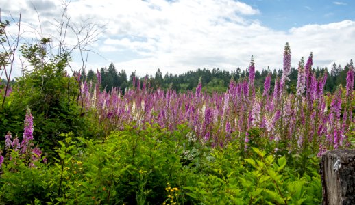 2019-6 Foxglove Farm-3668