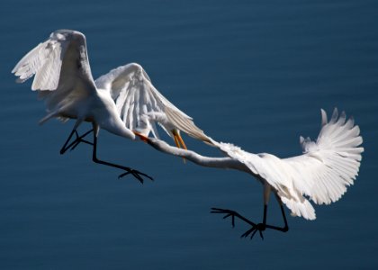 Great egrets fighting!