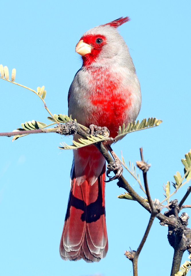 917 - PYRRHULOXIA (2-25-2017) patagonia lake, santa cruz co, az -03