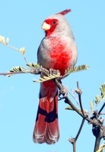 917 - PYRRHULOXIA (2-25-2017) patagonia lake, santa cruz co, az -03