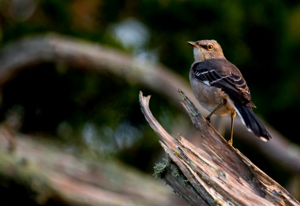 northern mockingbird