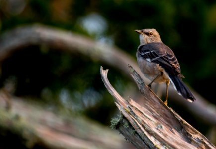 northern mockingbird photo