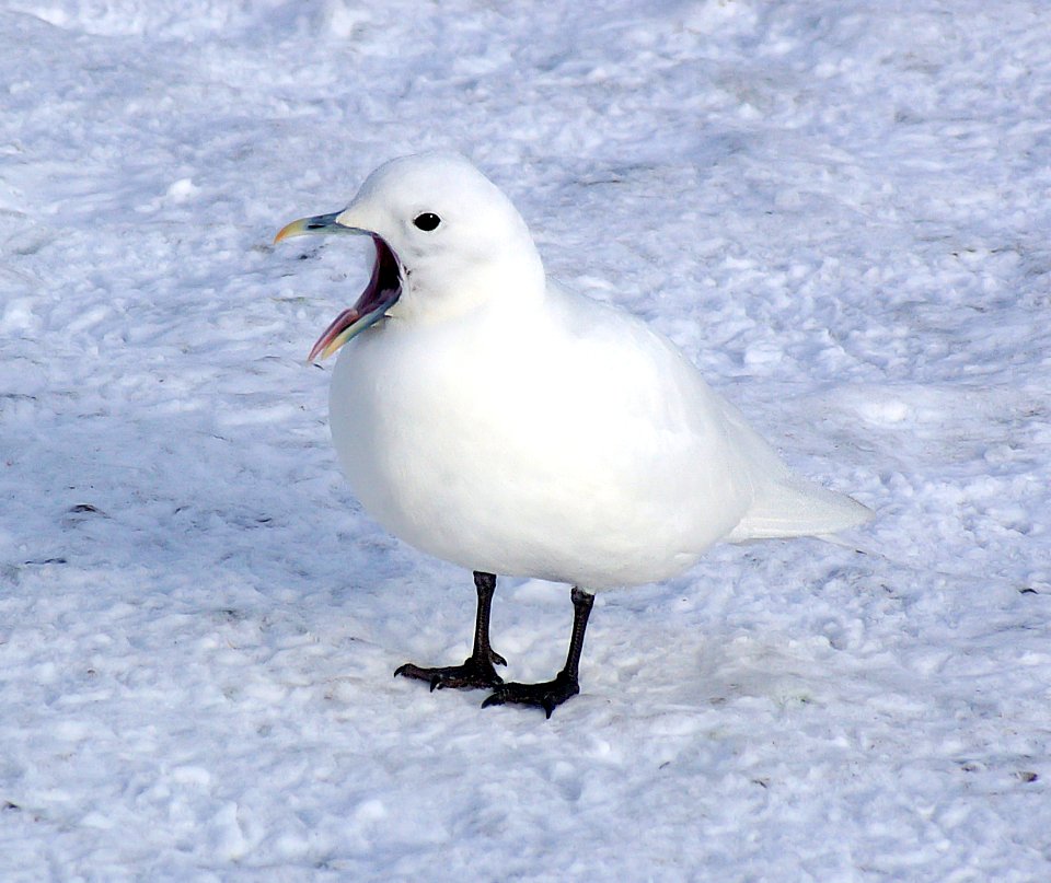 347 - IVORY GULL (2-4-07) quidi vidi lake, st john's, newfoundland (11)