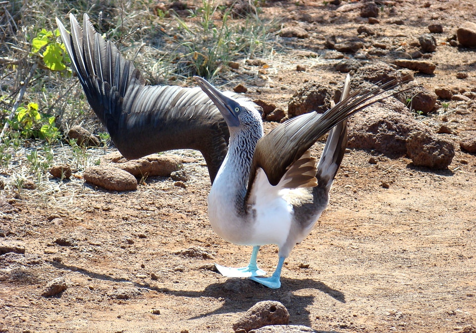 Mating ritual galapagos ecuador
