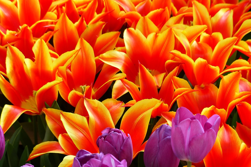 Tulips red yellow border