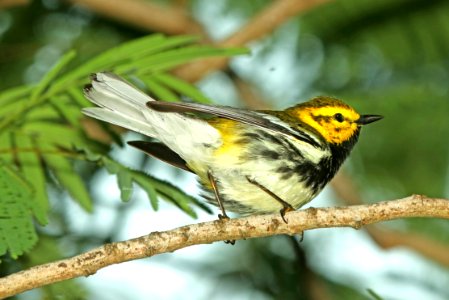843 - BLACK-THROATED GREEN WARBLER (4-28-2019) convention center, south padre island, cameron co, tx -02 photo