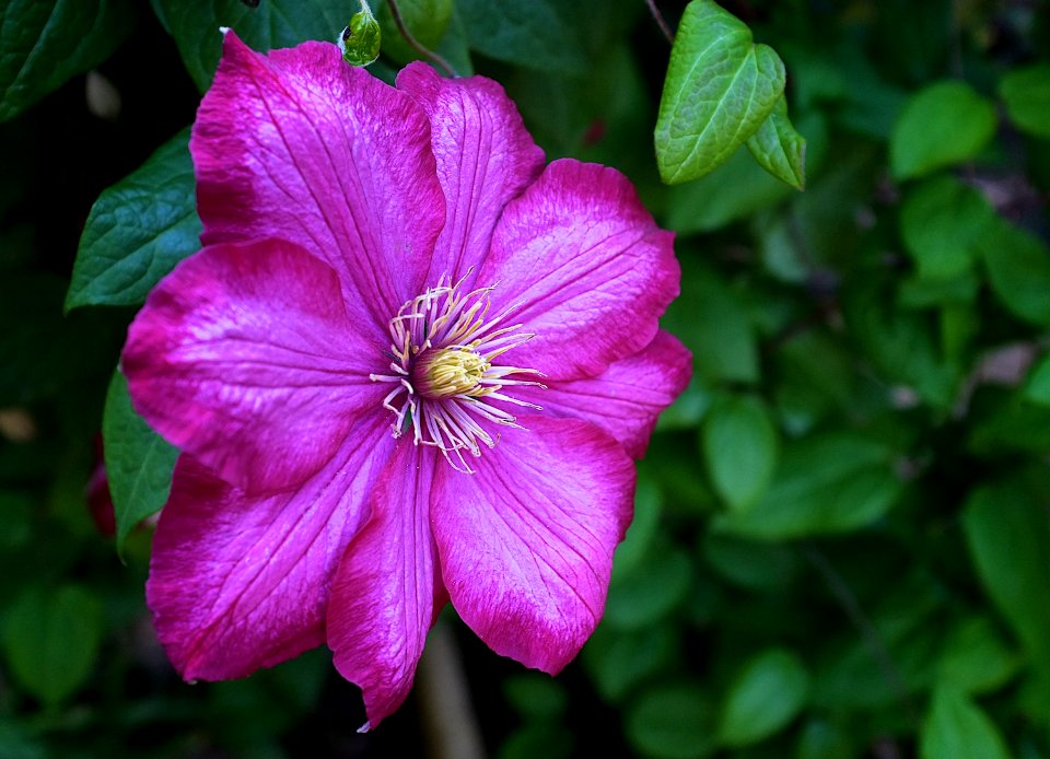 Fujifilm X100 - First Shot