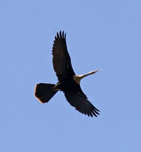 Anhinga photo