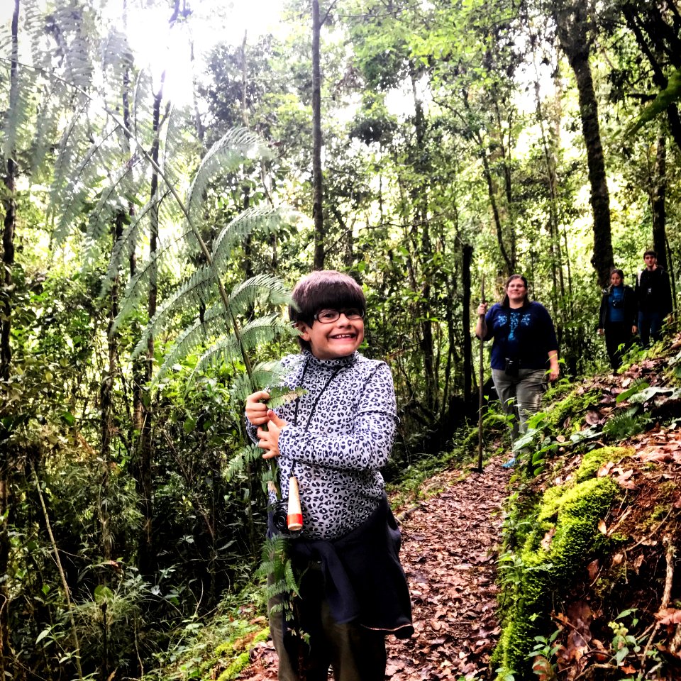 giant ferns everywhere
