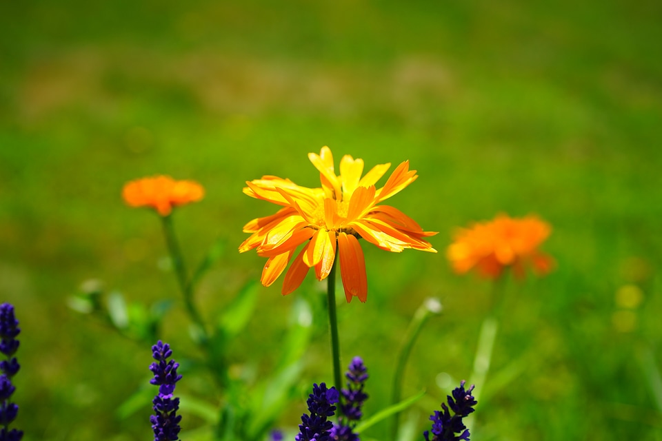Bloom orange calendula officinalis