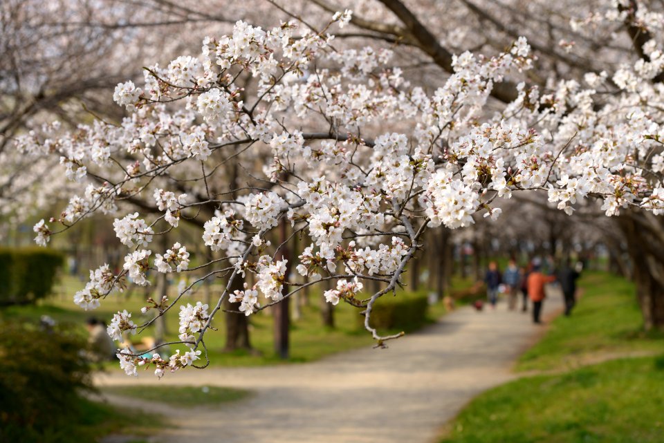 さいたまの公園の桜 2