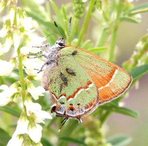 HAIRSTREAK, SIVA JUNIPER (Callophrys gryneus siva) (7-12-2015) 7500 ft, near mitchell peak, white mts, greenlee co, az. (2)