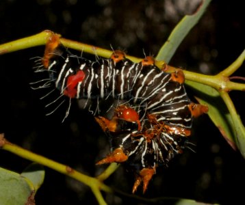 Caterpillar on mistletoe 130606-8689