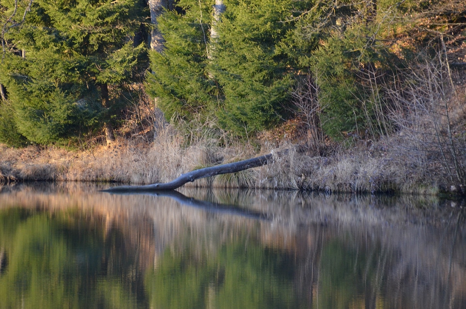 Water reflection art holidays