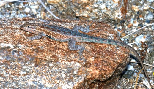 LIZARD, WESTERN SIDE-BLOTCHED (Uta stansburiana elegans) ( (3-27-2016) plum wash, anza-borrego state park, 20 m s of rte 78 on route s2 -01 photo