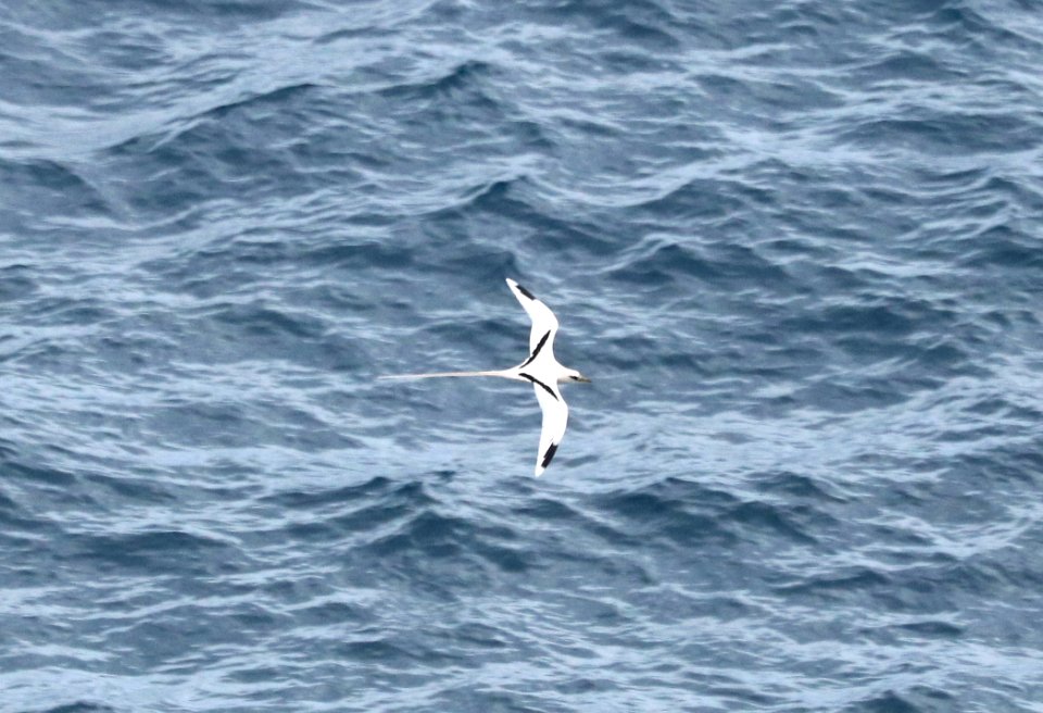 WHITE-TAILED TROPICBIRD (9-10-2017)  honu'apo scenic rest stop, just west of whittington beach park, hawai'i co, hawaii -04