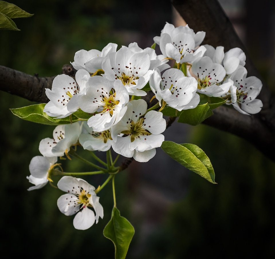 Flower spring flowering tree