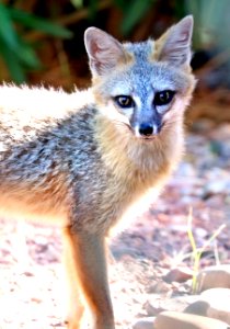 FOX, GRAY  (urocyon cineroargenteus) (8-17-016) 78 circulo montana, patagonia lake ranch estates, scc, az -02