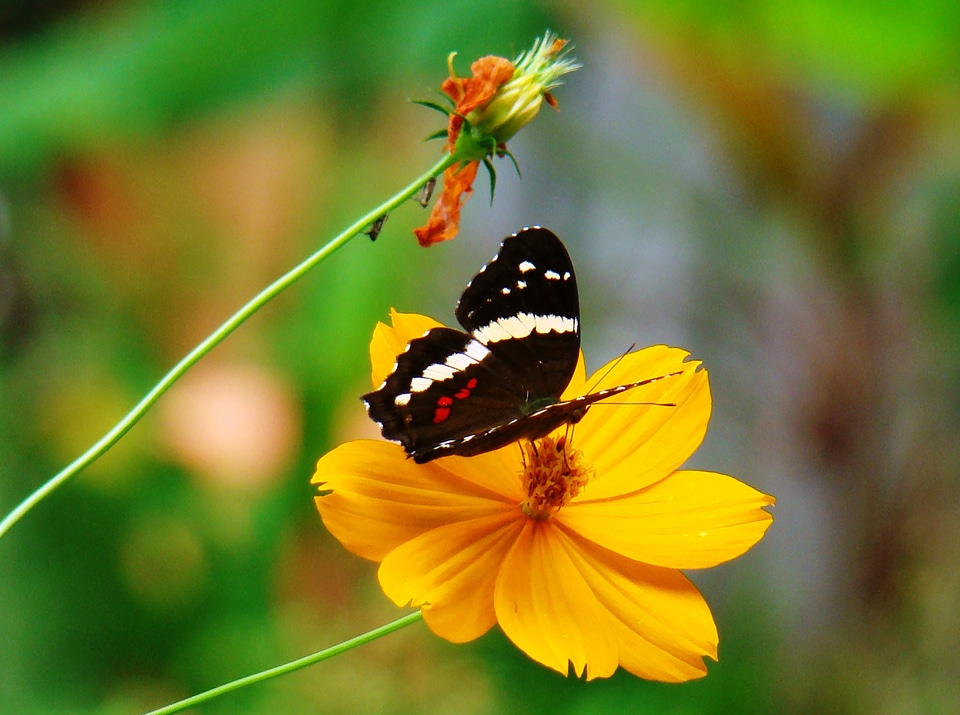 Flower nature spring