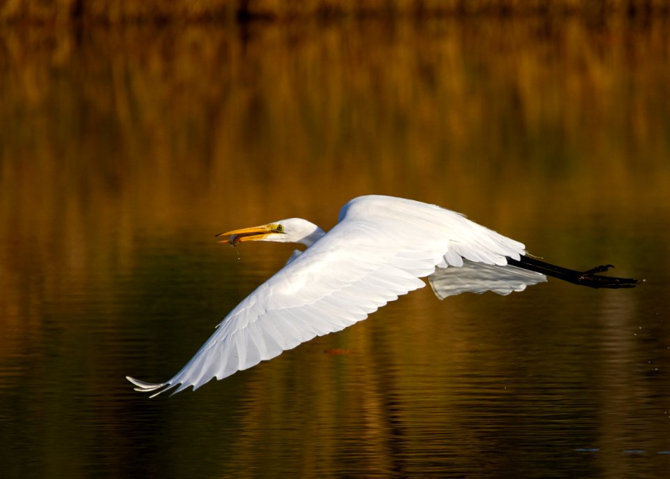 Great egret