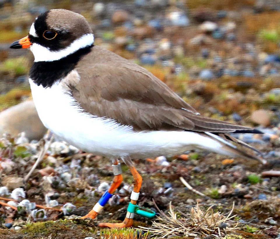 264 - SEMIPALMATED PLOVER (6-18-2016) barrow, alaska -01 copy