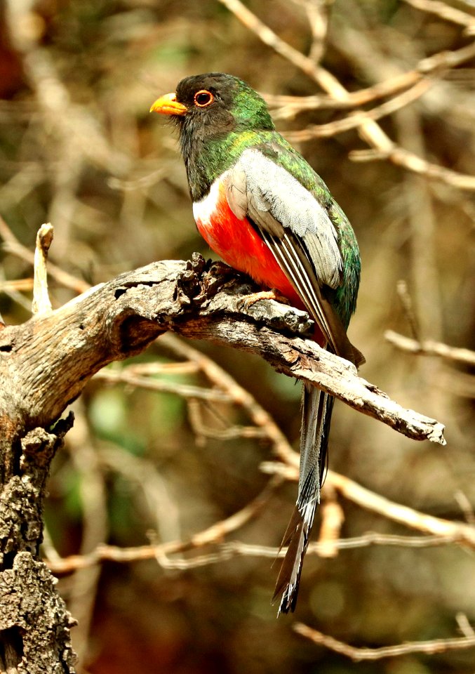 514 - ELEGANT TROGON (7-26-2018) upper humboldt canyon, patagonia mts, santa cruz co, az -01