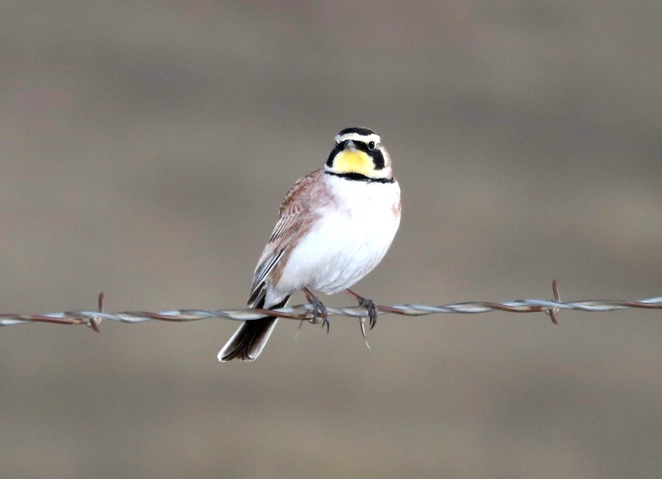 655 - HORNED LARK (2-17-2017) san rafael grasslands, santa cruz co, az -01