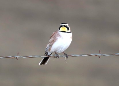 655 - HORNED LARK (2-17-2017) san rafael grasslands, santa cruz co, az -01