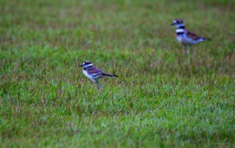 killdeer