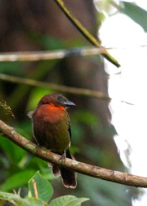 Red-throated ant-tanager photo