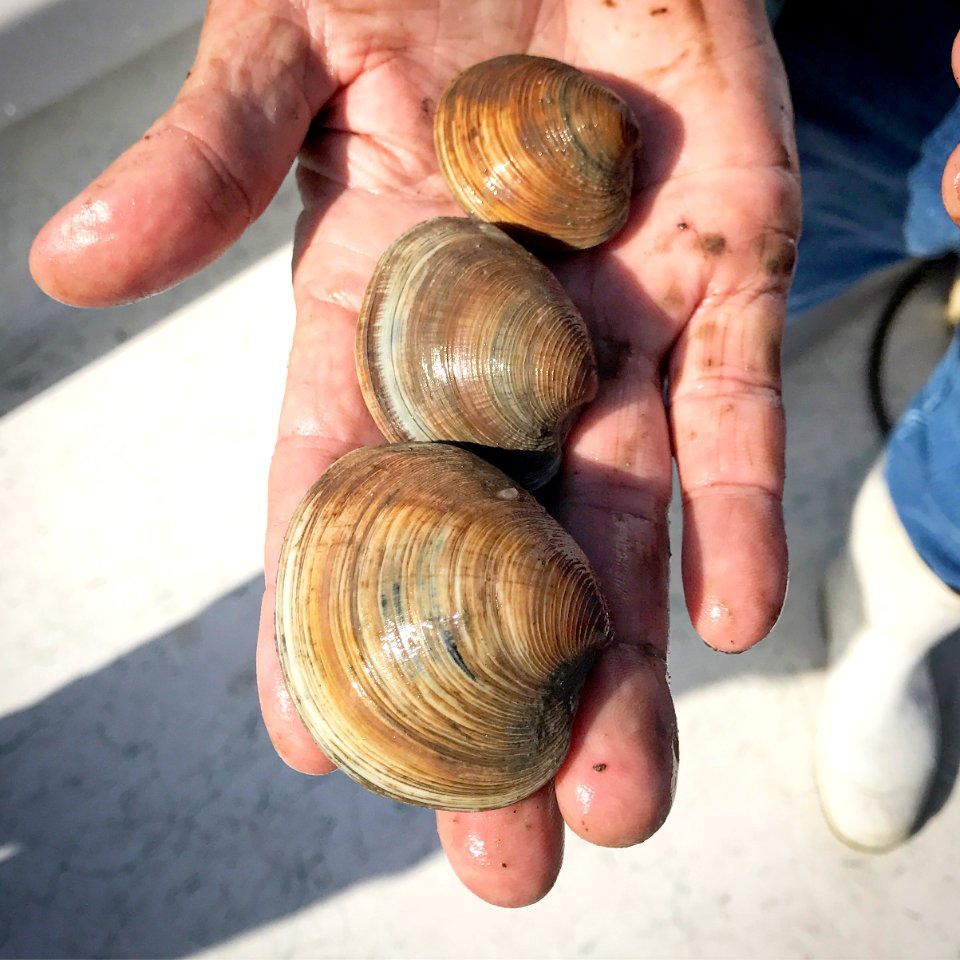Cedar Key clams