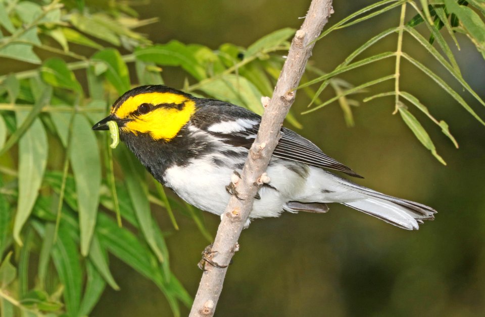 842 - GOLDEN-CHEEKED WARBLER (4-25-2017) ed's ranch, edwards co, tx -22